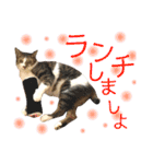 ねこすた・きじしろ猫バージョン（個別スタンプ：5）