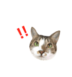 ねこすた・きじしろ猫バージョン（個別スタンプ：6）