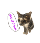 ねこすた・きじしろ猫バージョン（個別スタンプ：7）