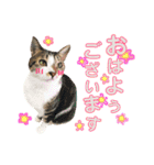 ねこすた・きじしろ猫バージョン（個別スタンプ：8）