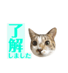 ねこすた・きじしろ猫バージョン（個別スタンプ：10）