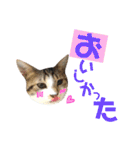 ねこすた・きじしろ猫バージョン（個別スタンプ：11）