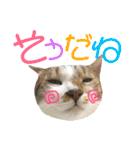 ねこすた・きじしろ猫バージョン（個別スタンプ：12）