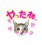 ねこすた・きじしろ猫バージョン（個別スタンプ：13）