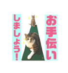 ねこすた・きじしろ猫バージョン（個別スタンプ：15）