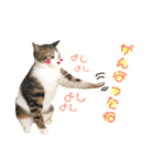 ねこすた・きじしろ猫バージョン（個別スタンプ：16）