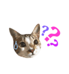 ねこすた・きじしろ猫バージョン（個別スタンプ：17）