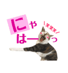 ねこすた・きじしろ猫バージョン（個別スタンプ：18）