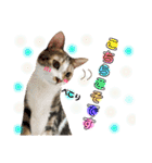 ねこすた・きじしろ猫バージョン（個別スタンプ：19）