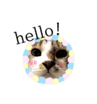 ねこすた・きじしろ猫バージョン（個別スタンプ：20）