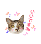 ねこすた・きじしろ猫バージョン（個別スタンプ：22）