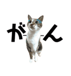 ねこすた・きじしろ猫バージョン（個別スタンプ：23）
