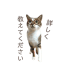 ねこすた・きじしろ猫バージョン（個別スタンプ：24）