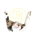 ねこすた・きじしろ猫バージョン（個別スタンプ：25）