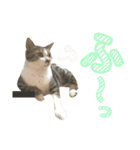ねこすた・きじしろ猫バージョン（個別スタンプ：26）