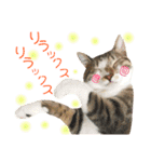 ねこすた・きじしろ猫バージョン（個別スタンプ：27）