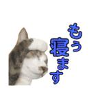 ねこすた・きじしろ猫バージョン（個別スタンプ：28）