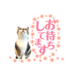 ねこすた・きじしろ猫バージョン（個別スタンプ：29）