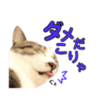 ねこすた・きじしろ猫バージョン（個別スタンプ：31）