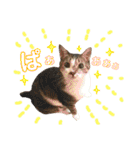 ねこすた・きじしろ猫バージョン（個別スタンプ：32）