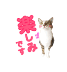 ねこすた・きじしろ猫バージョン（個別スタンプ：33）