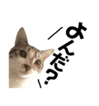 ねこすた・きじしろ猫バージョン（個別スタンプ：34）