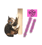ねこすた・きじしろ猫バージョン（個別スタンプ：35）