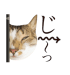 ねこすた・きじしろ猫バージョン（個別スタンプ：36）