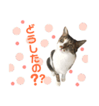 ねこすた・きじしろ猫バージョン（個別スタンプ：37）