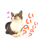 ねこすた・きじしろ猫バージョン（個別スタンプ：38）