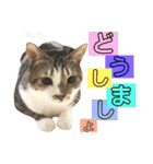 ねこすた・きじしろ猫バージョン（個別スタンプ：39）