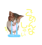 ねこすた・きじしろ猫バージョン（個別スタンプ：40）