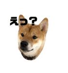 柴犬の太郎（個別スタンプ：1）