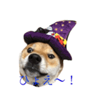 柴犬の太郎（個別スタンプ：2）