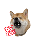 柴犬の太郎（個別スタンプ：3）