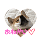 柴犬の太郎（個別スタンプ：4）