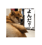 柴犬の太郎（個別スタンプ：5）