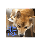 柴犬の太郎（個別スタンプ：6）