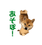 柴犬の太郎（個別スタンプ：7）