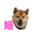 柴犬の太郎（個別スタンプ：8）