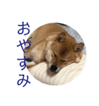 柴犬の太郎（個別スタンプ：9）