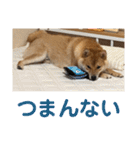 柴犬の太郎（個別スタンプ：10）