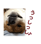 柴犬の太郎（個別スタンプ：11）