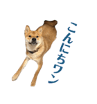 柴犬の太郎（個別スタンプ：12）