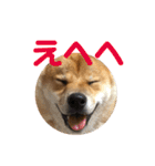 柴犬の太郎（個別スタンプ：13）