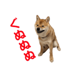 柴犬の太郎（個別スタンプ：14）