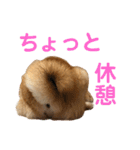 柴犬の太郎（個別スタンプ：15）