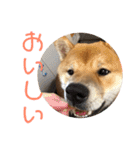 柴犬の太郎（個別スタンプ：16）