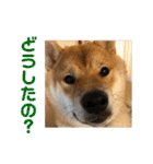 柴犬の太郎（個別スタンプ：17）