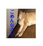 柴犬の太郎（個別スタンプ：18）